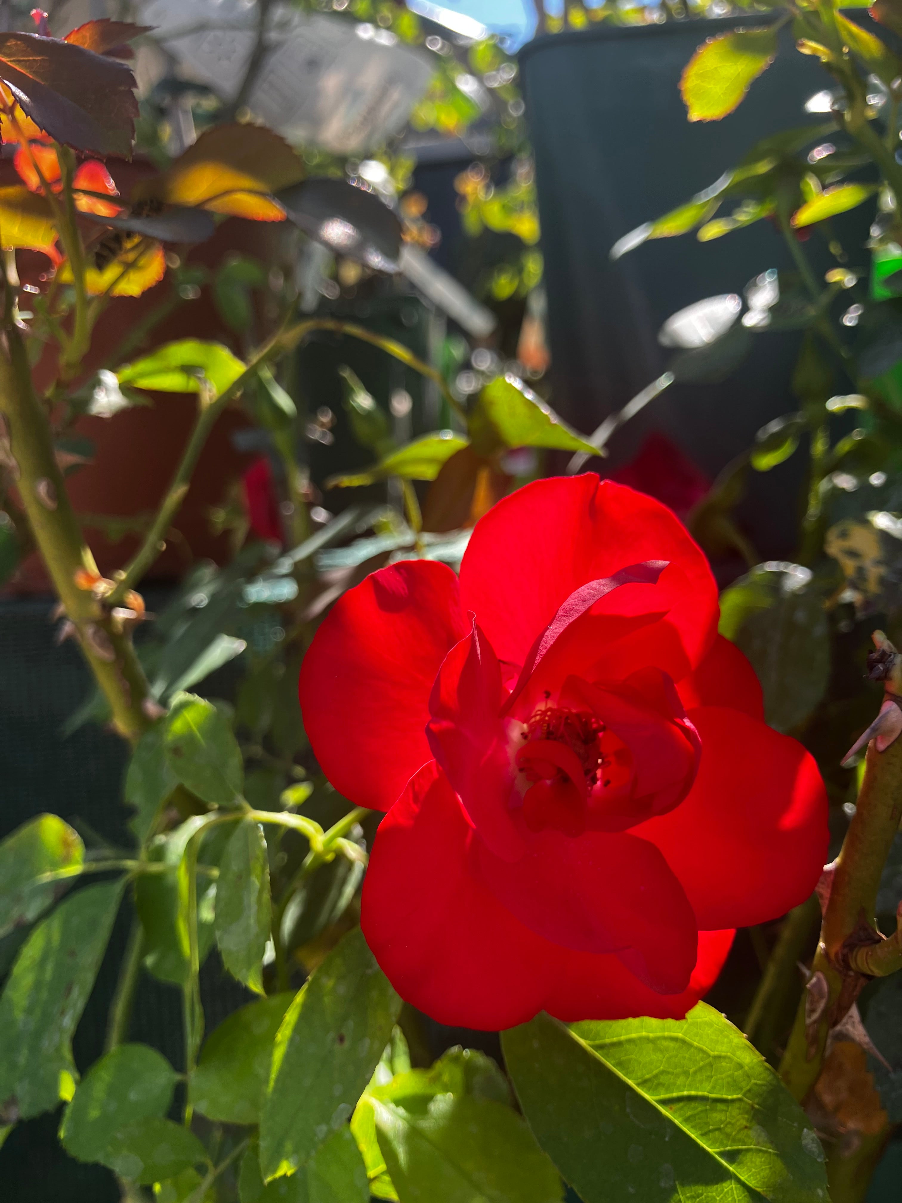 Beetrose 'Black Forest Rose'® / Rosa 'Black Forest Rose'®